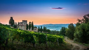 Πανόραμα του Tuscan αμπελώνα που καλύπτεται στην ομίχλη στην αυγή κοντά σε Castellina σε Chianti, Ιταλία στοκ φωτογραφίες με δικαίωμα ελεύθερης χρήσης Πανόραμα του Tuscan αμπελώνα που καλύπτεται στην ομίχλη στην αυγή κοντά σε Castellina σε Chianti, Ιταλία στοκ φωτογραφίες με δικαίωμα ελεύθερης χρήσης
