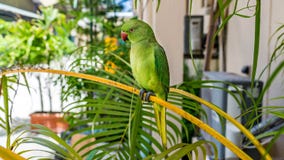 Παπαγάλος Eclectus στο νησί Μαλδίβες στοκ φωτογραφίες με δικαίωμα ελεύθερης χρήσης Παπαγάλος Eclectus στο νησί Μαλδίβες στοκ φωτογραφίες με δικαίωμα ελεύθερης χρήσης