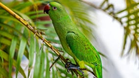 Παπαγάλος Eclectus στο νησί Μαλδίβες στοκ εικόνες Παπαγάλος Eclectus στο νησί Μαλδίβες στοκ εικόνες