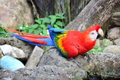 Παπαγάλος Macaw, κόκκινο, που πιάνεται σε έναν βράχο στοκ φωτογραφίες με δικαίωμα ελεύθερης χρήσης Παπαγάλος Macaw, κόκκινο, που πιάνεται σε έναν βράχο στοκ φωτογραφίες με δικαίωμα ελεύθερης χρήσης