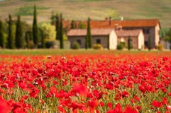 παπαρούνες κόκκινο tuscan παπαρούνες κόκκινο tuscan