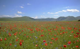 Παπαρούνες σε έναν ακαλλιέργητο τομέα χλόης σε Pian Grande κοντά Castelluccio Di Norcia, Ουμβρία, Ιταλία στοκ εικόνες με δικαίωμα ελεύθερης χρήσης Παπαρούνες σε έναν ακαλλιέργητο τομέα χλόης σε Pian Grande κοντά Castelluccio Di Norcia, Ουμβρία, Ιταλία στοκ εικόνες με δικαίωμα ελεύθερης χρήσης