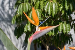 παράδεισος tenerife Κανάριων νησιών πουλιών στοκ φωτογραφία με δικαίωμα ελεύθερης χρήσης παράδεισος tenerife Κανάριων νησιών πουλιών στοκ φωτογραφία με δικαίωμα ελεύθερης χρήσης