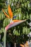παράδεισος tenerife Κανάριων νησιών πουλιών στοκ φωτογραφία με δικαίωμα ελεύθερης χρήσης παράδεισος tenerife Κανάριων νησιών πουλιών στοκ φωτογραφία με δικαίωμα ελεύθερης χρήσης