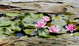 Παράθυρο φλοιών δέντρων σε Lilypond στοκ φωτογραφίες με δικαίωμα ελεύθερης χρήσης Παράθυρο φλοιών δέντρων σε Lilypond στοκ φωτογραφίες με δικαίωμα ελεύθερης χρήσης