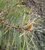 Παράσιτα πεύκων - sawfly πεύκων - μικρή κάμπια στοκ εικόνες Παράσιτα πεύκων - sawfly πεύκων - μικρή κάμπια στοκ εικόνες