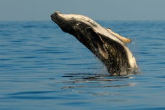 Παραβίαση φαλαινών μωρών humpback στοκ φωτογραφία με δικαίωμα ελεύθερης χρήσης Παραβίαση φαλαινών μωρών humpback στοκ φωτογραφία με δικαίωμα ελεύθερης χρήσης