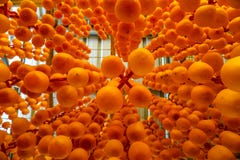 Παραγωγή ξηρού persimmon στο εργαστήριο στοκ φωτογραφίες Παραγωγή ξηρού persimmon στο εργαστήριο στοκ φωτογραφίες