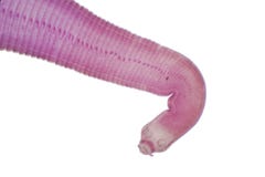 Παρασιτικό flatworm κεστοειδών σκωλήκων των βοοειδών και άλλου βόσκοντας ζώου στοκ εικόνες με δικαίωμα ελεύθερης χρήσης Παρασιτικό flatworm κεστοειδών σκωλήκων των βοοειδών και άλλου βόσκοντας ζώου στοκ εικόνες με δικαίωμα ελεύθερης χρήσης