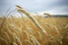 πεδίο συγκομιδών πεδίο συγκομιδών
