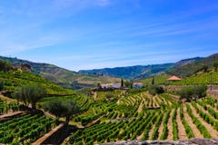Πεζούλια Douro των αμπελώνων, τοπίο κρασιού του Πόρτο, αγροτικά κτήρια στοκ φωτογραφία με δικαίωμα ελεύθερης χρήσης Πεζούλια Douro των αμπελώνων, τοπίο κρασιού του Πόρτο, αγροτικά κτήρια στοκ φωτογραφία με δικαίωμα ελεύθερης χρήσης