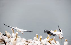 Πελεκάνοι στο υπόλοιπο κατά τη διάρκεια της μετανάστευσης σε μια προστατευμένη λίμνη στοκ εικόνα με δικαίωμα ελεύθερης χρήσης Πελεκάνοι στο υπόλοιπο κατά τη διάρκεια της μετανάστευσης σε μια προστατευμένη λίμνη στοκ εικόνα με δικαίωμα ελεύθερης χρήσης