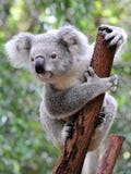 περίεργο koala