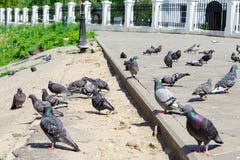 Περίπατος πολλών περιστεριών στην άσφαλτο στοκ φωτογραφίες με δικαίωμα ελεύθερης χρήσης Περίπατος πολλών περιστεριών στην άσφαλτο στοκ φωτογραφίες με δικαίωμα ελεύθερης χρήσης