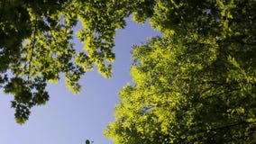 Περιστρεφόμενη άποψη σχετικά με το μπλε ουρανό μεταξύ των δέντρων απόθεμα βίντεο Περιστρεφόμενη άποψη σχετικά με το μπλε ουρανό μεταξύ των δέντρων απόθεμα βίντεο