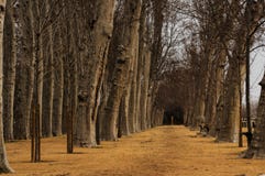 Περπάτημα μεταξύ των δέντρων στοκ εικόνες Περπάτημα μεταξύ των δέντρων στοκ εικόνες