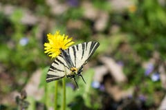 Πεταλούδα Papilio machaon, κοινό άσπρο swallowtail που στέκεται στο κίτρινο λουλούδι στοκ εικόνα με δικαίωμα ελεύθερης χρήσης Πεταλούδα Papilio machaon, κοινό άσπρο swallowtail που στέκεται στο κίτρινο λουλούδι στοκ εικόνα με δικαίωμα ελεύθερης χρήσης