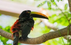 Πιαμένο aracari Pteroglossus torquatustoucan στοκ φωτογραφία με δικαίωμα ελεύθερης χρήσης Πιαμένο aracari Pteroglossus torquatustoucan στοκ φωτογραφία με δικαίωμα ελεύθερης χρήσης