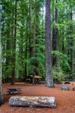 Πικ-νίκ στα redwoods στοκ εικόνα με δικαίωμα ελεύθερης χρήσης Πικ-νίκ στα redwoods στοκ εικόνα με δικαίωμα ελεύθερης χρήσης