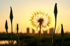 Πικραλίδα Taraxacum αναδρομικά φωτισμένο από τον ήλιο, με την οικοδόμηση των σκιαγραφιών στο υπόβαθρο στο Βουκουρέστι, κοντά στο στοκ εικόνα με δικαίωμα ελεύθερης χρήσης Πικραλίδα Taraxacum αναδρομικά φωτισμένο από τον ήλιο, με την οικοδόμηση των σκιαγραφιών στο υπόβαθρο στο Βουκουρέστι, κοντά στο στοκ εικόνα με δικαίωμα ελεύθερης χρήσης