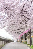Πλήρης άνθιση του άνθους Sakura κερασιών στο Τόκιο, Ιαπωνία στοκ εικόνες με δικαίωμα ελεύθερης χρήσης Πλήρης άνθιση του άνθους Sakura κερασιών στο Τόκιο, Ιαπωνία στοκ εικόνες με δικαίωμα ελεύθερης χρήσης