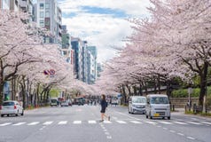 Πλήρης άνθιση του άνθους Sakura κερασιών στο Τόκιο, Ιαπωνία στοκ φωτογραφία με δικαίωμα ελεύθερης χρήσης Πλήρης άνθιση του άνθους Sakura κερασιών στο Τόκιο, Ιαπωνία στοκ φωτογραφία με δικαίωμα ελεύθερης χρήσης