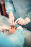 Πληγές ραψίματος Ιατρικό ομοίωμα Χρήση των ιατρικών κουκλών για την άσκηση των ιατρικών δεξιοτήτων στοκ φωτογραφία με δικαίωμα ελεύθερης χρήσης Πληγές ραψίματος Ιατρικό ομοίωμα Χρήση των ιατρικών κουκλών για την άσκηση των ιατρικών δεξιοτήτων στοκ φωτογραφία με δικαίωμα ελεύθερης χρήσης