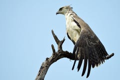 πολεμικό polemaetus αετών bellicosus στοκ φωτογραφία πολεμικό polemaetus αετών bellicosus στοκ φωτογραφία
