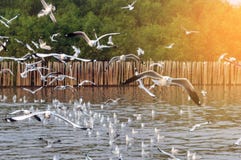 Πολλά Seagulls που πετούν στην ακτή στην Ταϊλάνδη Στοκ εικόνες με δικαίωμα ελεύθερης χρήσης Πολλά Seagulls που πετούν στην ακτή στην Ταϊλάνδη Στοκ εικόνες με δικαίωμα ελεύθερης χρήσης