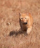 Πορτοκαλιά τιγρέ γάτα που κυνηγά grasshopper κατά την πτήση στοκ φωτογραφία με δικαίωμα ελεύθερης χρήσης Πορτοκαλιά τιγρέ γάτα που κυνηγά grasshopper κατά την πτήση στοκ φωτογραφία με δικαίωμα ελεύθερης χρήσης