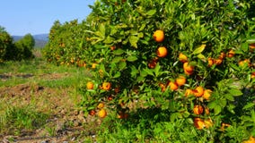 πορτοκαλιά φρούτα στον κλάδο του δέντρου, εποχή άνοιξης, ηλιόλουστη ημέρα απόθεμα βίντεο πορτοκαλιά φρούτα στον κλάδο του δέντρου, εποχή άνοιξης, ηλιόλουστη ημέρα απόθεμα βίντεο