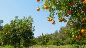 πορτοκαλιά φρούτα στον κλάδο του δέντρου, εποχή άνοιξης, ηλιόλουστη ημέρα φιλμ μικρού μήκους πορτοκαλιά φρούτα στον κλάδο του δέντρου, εποχή άνοιξης, ηλιόλουστη ημέρα φιλμ μικρού μήκους