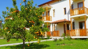 πορτοκαλιά φρούτα στον κλάδο του δέντρου, εποχή άνοιξης, ηλιόλουστη ημέρα φιλμ μικρού μήκους πορτοκαλιά φρούτα στον κλάδο του δέντρου, εποχή άνοιξης, ηλιόλουστη ημέρα φιλμ μικρού μήκους