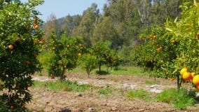 πορτοκαλιά φρούτα στον κλάδο του δέντρου, εποχή άνοιξης, ηλιόλουστη ημέρα απόθεμα βίντεο πορτοκαλιά φρούτα στον κλάδο του δέντρου, εποχή άνοιξης, ηλιόλουστη ημέρα απόθεμα βίντεο