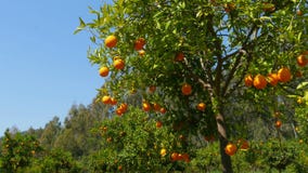 πορτοκαλιά φρούτα στον κλάδο του δέντρου, εποχή άνοιξης, ηλιόλουστη ημέρα απόθεμα βίντεο πορτοκαλιά φρούτα στον κλάδο του δέντρου, εποχή άνοιξης, ηλιόλουστη ημέρα απόθεμα βίντεο