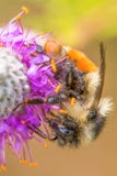Πορτοκαλής-ζωσμένη bumble μέλισσα στο πορφυρό τριφύλλι λιβαδιών στην περιοχή άγριας φύσης λιβαδιών Crex στο βόρειο Ουισκόνσιν - λ στοκ φωτογραφίες με δικαίωμα ελεύθερης χρήσης Πορτοκαλής-ζωσμένη bumble μέλισσα στο πορφυρό τριφύλλι λιβαδιών στην περιοχή άγριας φύσης λιβαδιών Crex στο βόρειο Ουισκόνσιν - λ στοκ φωτογραφίες με δικαίωμα ελεύθερης χρήσης