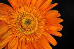 Πορτοκαλί λουλούδι Gerbera της Daisy με τις πτώσεις νερού στοκ φωτογραφία με δικαίωμα ελεύθερης χρήσης Πορτοκαλί λουλούδι Gerbera της Daisy με τις πτώσεις νερού στοκ φωτογραφία με δικαίωμα ελεύθερης χρήσης