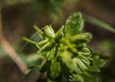 Πορτρέτο grasshopper στοκ εικόνες με δικαίωμα ελεύθερης χρήσης Πορτρέτο grasshopper στοκ εικόνες με δικαίωμα ελεύθερης χρήσης