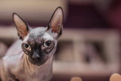 Πορτρέτο Sphinx στο θολωμένο υπόβαθρο στοκ φωτογραφία με δικαίωμα ελεύθερης χρήσης Πορτρέτο Sphinx στο θολωμένο υπόβαθρο στοκ φωτογραφία με δικαίωμα ελεύθερης χρήσης