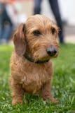 Πορτρέτο ενός dachshund, wire-haired, με ένα περιλαίμιο, για έναν περίπατο στο πάρκο στοκ εικόνα με δικαίωμα ελεύθερης χρήσης Πορτρέτο ενός dachshund, wire-haired, με ένα περιλαίμιο, για έναν περίπατο στο πάρκο στοκ εικόνα με δικαίωμα ελεύθερης χρήσης