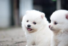 Πορτρέτο ενός άσπρου κουταβιού Pomeranian στοκ φωτογραφία με δικαίωμα ελεύθερης χρήσης Πορτρέτο ενός άσπρου κουταβιού Pomeranian στοκ φωτογραφία με δικαίωμα ελεύθερης χρήσης