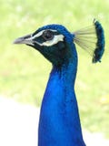 Πορτρέτο ενός ιερατικού peacock στο πάρκο αντικειμένου άνευ αξίας, Παρίσι, Γαλλία, Ευρώπη στοκ εικόνα Πορτρέτο ενός ιερατικού peacock στο πάρκο αντικειμένου άνευ αξίας, Παρίσι, Γαλλία, Ευρώπη στοκ εικόνα