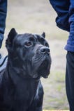 Πορτρέτο ενός ισχυρού μαύρου καλάμου Corso φυλής σκυλιών Έξυπνος βέβαιος εξετάζει την απόσταση Πυροβολισμός σε επίπεδο ματιών ενό στοκ φωτογραφία με δικαίωμα ελεύθερης χρήσης Πορτρέτο ενός ισχυρού μαύρου καλάμου Corso φυλής σκυλιών Έξυπνος βέβαιος εξετάζει την απόσταση Πυροβολισμός σε επίπεδο ματιών ενό στοκ φωτογραφία με δικαίωμα ελεύθερης χρήσης