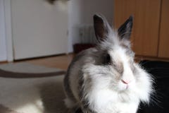 Πορτρέτο ενός χνουδωτού λαγουδάκι lionhead στοκ εικόνες με δικαίωμα ελεύθερης χρήσης Πορτρέτο ενός χνουδωτού λαγουδάκι lionhead στοκ εικόνες με δικαίωμα ελεύθερης χρήσης