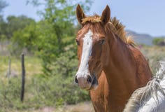 Πορτρέτο κινηματογραφήσεων σε πρώτο πλάνο ενός όμορφου αλόγου στοκ φωτογραφία με δικαίωμα ελεύθερης χρήσης Πορτρέτο κινηματογραφήσεων σε πρώτο πλάνο ενός όμορφου αλόγου στοκ φωτογραφία με δικαίωμα ελεύθερης χρήσης