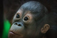 Πορτρέτο μικρό orangutan cub που κοιτάζει με μια έκπληκτη έκφραση στοκ εικόνες Πορτρέτο μικρό orangutan cub που κοιτάζει με μια έκπληκτη έκφραση στοκ εικόνες