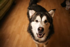Πορτρέτο του από την Αλάσκα εσωτερικού malamute που εξετάζει τη κάμερα στοκ εικόνες Πορτρέτο του από την Αλάσκα εσωτερικού malamute που εξετάζει τη κάμερα στοκ εικόνες