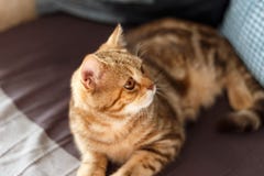 Πορτρέτο χαριτωμένο σκωτσέζικου ενός ευθύ γατακιών στοκ εικόνες Πορτρέτο χαριτωμένο σκωτσέζικου ενός ευθύ γατακιών στοκ εικόνες