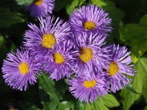 Πορφυρά asters της Νέας Αγγλίας στο πλήρες λουλούδι στοκ εικόνες με δικαίωμα ελεύθερης χρήσης Πορφυρά asters της Νέας Αγγλίας στο πλήρες λουλούδι στοκ εικόνες με δικαίωμα ελεύθερης χρήσης