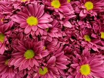 πορφυρά λουλούδια μαργαριτών σε μια floral ανθοδέσμη για το δώρο της αγάπης, του υποβάθρου και της σύστασης στοκ φωτογραφία με δικαίωμα ελεύθερης χρήσης πορφυρά λουλούδια μαργαριτών σε μια floral ανθοδέσμη για το δώρο της αγάπης, του υποβάθρου και της σύστασης στοκ φωτογραφία με δικαίωμα ελεύθερης χρήσης